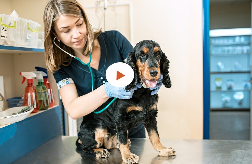 Veterinarian examining a Cocker Spaniel with a stethoscope